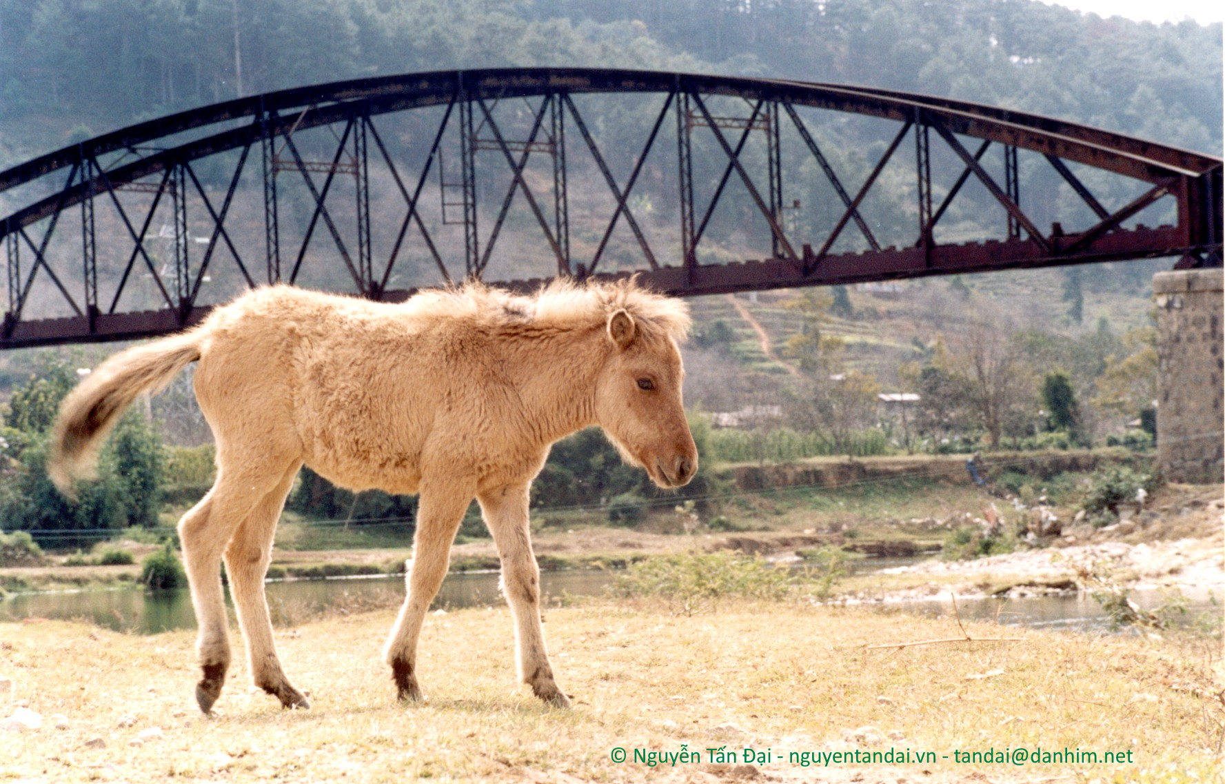 Cầu xe lửa Dran: Ngựa non (1).